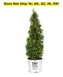 Proven Winners Sting Arborvitae 2GAL Pot Outdoor Evergreen Starter Plant. Fixed Price $195.95.