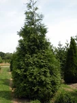 Spring Grove Western Arborvitae Thuja Plicata - 4" Pot Proven Winners. Fixed Price $18.99.