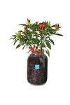 Organic Vegetable Planter Kit Indoor Gardening All Year Round Non Gmo. Fixed Price $30.49.