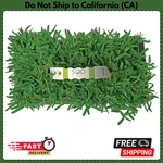New Augustine Seville Grass Plugs (32-COUNT) Natural And Affordable Lawn. Fixed Price $70.91.