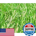 Climax Timothy Grass 5 Pounds Pack By SEEDS2GO. Fixed Price $89.18.