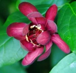 Fragrant Calycanthus Sweetshrub Aphrodite Ppaf Live Plant Proven Winners - 4"POT. Fixed Price $23.95.