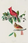 12172.POSTER Print Canvas Wall Decor.room Art Design.audubon Bird.cardinal. Fixed Price $41.00.