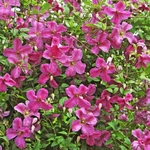 Clematis Mink Pink Flower Easy Indoor & Outdoor Live Plant Proven Winners 4" Pot. Fixed Price $19.95.