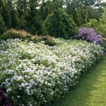 Yuki Snowflake - Deutzia 4" Pot Proven Winners. Fixed Price $18.99.