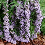 Mop Top Fountain Butterfly Bush- 4" Pot -buddleia-proven Winners. Fixed Price $18.99.