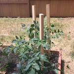 12 -pack 36.0-IN Wood Multipurpose Landscape Stake. Fixed Price $19.11.