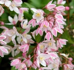 Yuki Cherry Blossom Deutzia - 4" Pot Proven Winners. Fixed Price $18.99.