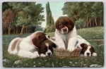 1907 Four Little Dogs Playing With Basket The Garden Animal Posted Postcard. Fixed Price $10.99.