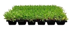 Palmetto Sod Plugs Low Maintenance Hardy Landscape Plant. Fixed Price $39.97.