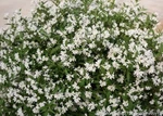 Deutzia Snowflake Yuki Nikko Landscape Proven Winners Outdoor Live Plant 4" Pot. Fixed Price $19.95.