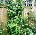 Lonicera Proven Winner Scentsation Honeysuckle Very Fragrant 4" Pot Live Plant. Fixed Price $23.95.