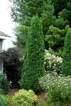North Pole Wintergreen Arborvitae - Thuja Evergreen 4" Pot Proven Winners. Fixed Price $19.99.