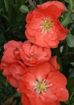 Double Take Orange - Ppaf Flowering Quince 4" Pot Proven Winners. Fixed Price $18.99.