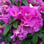 Double Purple Azalea Perfecto Mundo Rhododendron Proven Winners Live 4" Pot. Fixed Price $19.95.