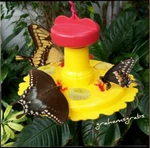 Songbird Essentials Best Butterfly Feeder SE78200 Attract Butterflies Free Ship. Fixed Price $21.95.