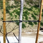 10-PACK Universal Tree Ties Strap 32" Professional Gardener Style W/ Nails. Fixed Price $22.43.
