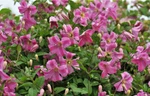Pink Mink Clematis Live Plant Flowers 4" Pot Proven Winners Garden. Fixed Price $35.95.