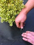 Dewitt Landscape Fabric Staples Anchor Pins 6" X 1" 500 Ct.. Fixed Price $45.00.