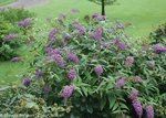 Lo & Behold Buddleia X Purple Haze Ppaf Butterfly BUSH-4"POT-PROVEN Winners. Fixed Price $18.99.