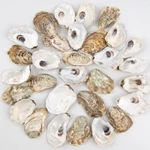 30PCS Oyster Shells 2"-2.5" Small Flat For Crafts, Home Vas.... Fixed Price $21.84.
