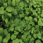 True Watercress Seeds 1,000 Heirloom / Non-gmo Free Shipping 1157. Fixed Price $167.39.