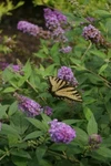 Buddleia Lo & Behold Chip Jr Butterfly Proven Winners Out Live Plant 4" Pot. Fixed Price $19.95.