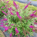 Lo & Behold Ruby Chip - Butterfly Bush Buddleia Proven Winners 4" Pot. Fixed Price $18.99.