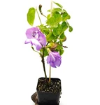Snail Vine Live Plant 2 Inch Pot Phaseolus Giganteus Fast-growing. Fixed Price $18.00.