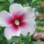 Hibiscus Pink Paraplu Rose Of Sharon Proven Winners Garden Live Plant 4" Pot. Fixed Price $23.95.