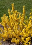 Show Off Sugar Baby Forsythia 'ninbus' Ppaf - Compact 4" Pot Proven Winners. Fixed Price $18.99.