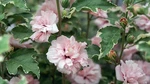 Sugar Hibiscus Rose Of Sharon - Creamy/white Tips Proven Winners 4" Pot. Fixed Price $18.99.