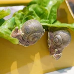 Resin Snail Plant Decorations Pots Flower Huggers Climbing Statue Fo. Fixed Price $23.12.