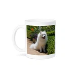 3DROSE, American Eskimo Dog - US05 ZMU0082 Zandria Muench Beraldo, Mug. Fixed Price $11.97.