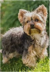 Little Yorkshire Terrier Dog Garden Double Sided 12 X 18 Inch, Yard Flags,. Fixed Price $12.93.