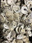 Small Oyster Shells 2- 2.5 Inches, Cup Side Of Shell, 100 Count Lot. Fixed Price $39.00.