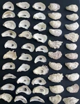 75 Pcs Oyster Shells 2 -3 Bulk For Home Crafting. Fixed Price $25.00.