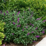 Miss Violet Butterfly Bush - 4" Pot Buddleia Proven Winners. Fixed Price $18.99.
