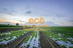 1MIL 2.5FT X 200FT Black Bio-degradable Plastic Mulch Gardening Farming Film. Fixed Price $336.99.