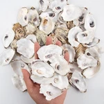 30PCS Oyster Shells 2"-2.5" Small Flat For Crafts, Home Vas.... Fixed Price $30.22.