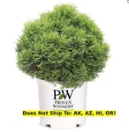 Proven Winners Tater Tot Arborvitae 2GAL Pot Outdoor Evergreen Starter Tree. Fixed Price $225.95.