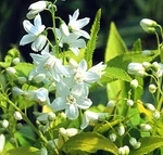 Chardonnay Pearls Deutzia Gracilis 'duncan' - 4" Pot Proven Winners. Fixed Price $18.99.