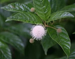 Sugar Shack Cephalanthus Occidentalis - 4" Pot Proven Winners. Fixed Price $18.99.