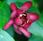 Calycanthus Aphrodite Ppaf- Sweetshrub Fragrant Proven Winners 4" Pot. Fixed Price $18.99.