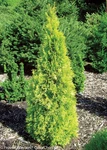 Polar Gold Arborvitae - Thuja Evergreen Proven Winners 4" Pot. Fixed Price $19.99.