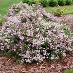Yuki Kabuki - Deutzia 4" Pot Proven Winners. Fixed Price $18.99.