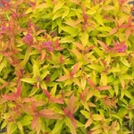 Spiraea Play Colorful Double Gold Proven Winners & Outdoor Live Plant 4" Pot. Fixed Price $23.95.