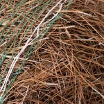 National Plant Network Long Leaf Pine Straw Bale. Fixed Price $60.19.