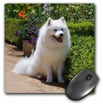 3DROSE American Eskimo Dog - US05 ZMU0082 Zandria Muench Beraldo Mousepad. Fixed Price $16.99.